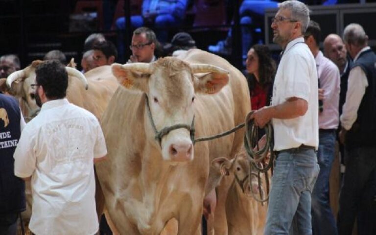France / le Sommet de l’élevage les bovins de retour après une édition 2025 perturbée