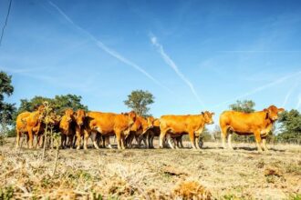 France / le manque de foin fragilise les éleveurs après un été marqué par la sécheresse