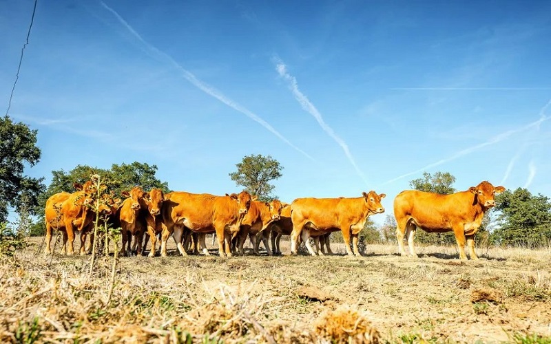 France / le manque de foin fragilise les éleveurs après un été marqué par la sécheresse