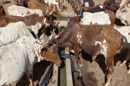 Tchad / l’élevage progresse de 6,8 % et soutient la croissance économique