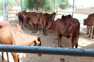 Production animal/ l’irrigation au service de l’élevage au Niger