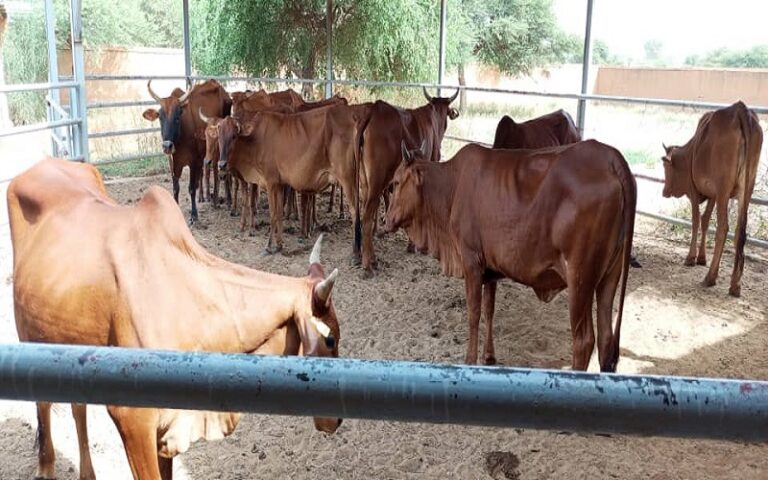 Production animal/ l’irrigation au service de l’élevage au Niger