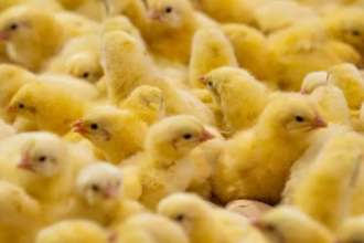poussins d’un jour au Nigeria