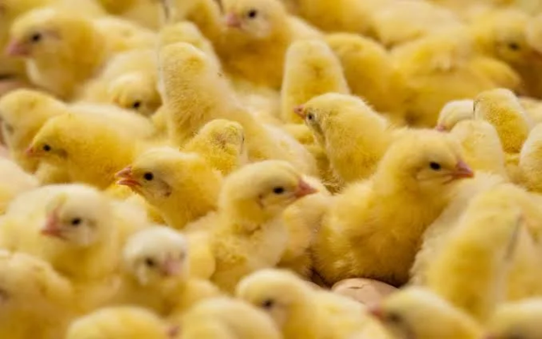 Nigeria / Les éleveurs alertent sur la hausse du coût des poussins d’un jour