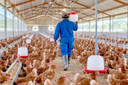 Cameroun / six métaux lourds retrouvés dans des produits avicoles