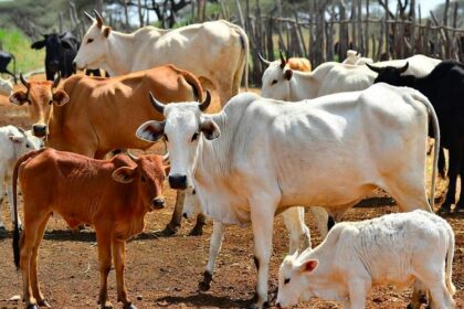 Togo-Burkina Faso /un dispositif commun contre le vol de bétail